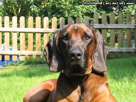 Bayerischer Gebirgsschweisshund Hunde Foto 17964 in höherer Auflösung ansehen Bayerischer Gebirgsschweisshund