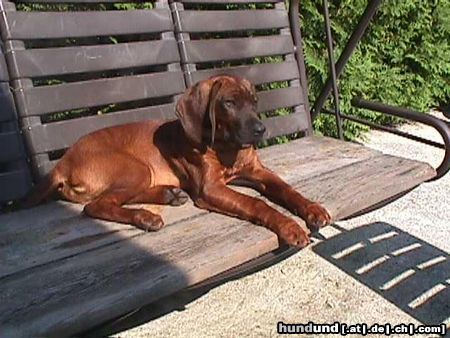 Bayerischer Gebirgsschweisshund Hunde Foto 6691 Bayerischer Gebirgsschweisshund Benji mit 4Monaten - Die Schaukel gehört schon ihm alleine