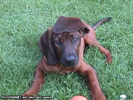 Bayerischer Gebirgsschweisshund Hunde Foto 6692 Bayerischer Gebirgsschweisshund Ich hab keinen Hut auf, sieht aber toll aus nicht wahr?