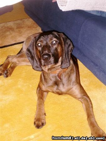 Bayerischer Gebirgsschweisshund Hunde Foto 7237 Bayerischer Gebirgsschweisshund Astor (8 Monate)