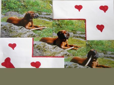 Bayerischer Gebirgsschweisshund Hunde Foto 26855 Bayerischer Gebirgsschweisshund Aika v.d. Fuchsmühle