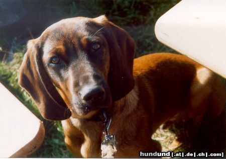 Bayerischer Gebirgsschweisshund Hunde Foto 10500 Bayerischer Gebirgsschweisshund Bonzo mit 6 Monaten genießt die Sonne