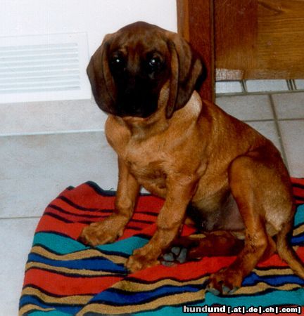 Bayerischer Gebirgsschweisshund Hunde Foto 10499 Bayerischer Gebirgsschweisshund Bonzo mit 3 Monaten