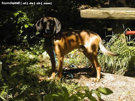 Bayerischer Gebirgsschweisshund Hunde Foto 10498 Bayerischer Gebirgsschweisshund