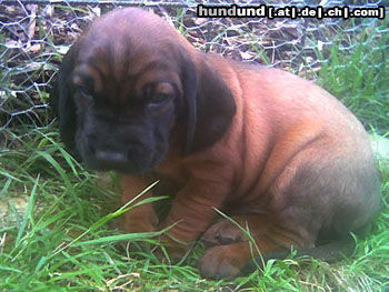 Bayerischer Gebirgsschweisshund Hunde Foto 24724 in höherer Auflösung ansehen Bayerischer Gebirgsschweisshund BGS Welpe