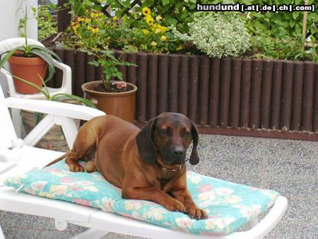 Bayerischer Gebirgsschweisshund Hunde Foto 21453 Bayerischer Gebirgsschweisshund Unser Charly
