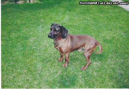 Bayerischer Gebirgsschweisshund Unser Charly