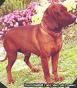 Bayerischer Gebirgsschweisshund Hunde Foto 9122 Bayerischer Gebirgsschweisshund Chino und die Blumen
