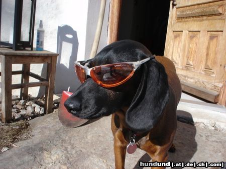 Bayerischer Gebirgsschweisshund Hunde Foto 19899 in höherer Auflösung ansehen Bayerischer Gebirgsschweisshund das ist meine kleine süße gianna