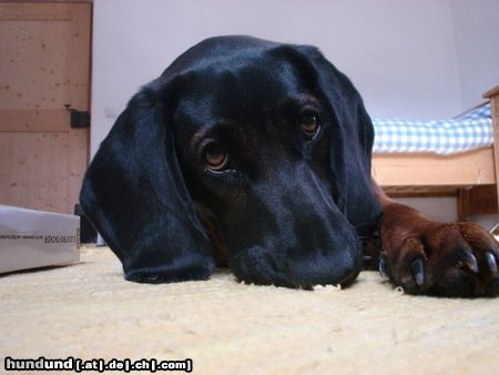 Bayerischer Gebirgsschweisshund Hunde Foto 19898 in höherer Auflösung ansehen Bayerischer Gebirgsschweisshund das ist meine kleine süße gianna