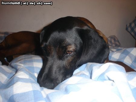 Bayerischer Gebirgsschweisshund Hunde Foto 19902 in höherer Auflösung ansehen Bayerischer Gebirgsschweisshund die südtiroler gianna