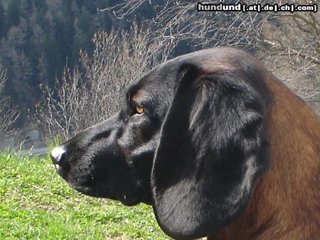 Bayerischer Gebirgsschweisshund Hunde Foto 20924 in höherer Auflösung ansehen Bayerischer Gebirgsschweisshund die stolze gianna