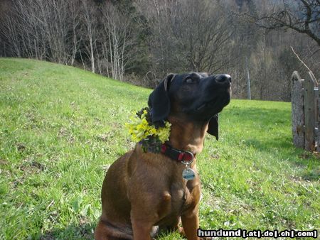 Bayerischer Gebirgsschweisshund Hunde Foto 20757 in höherer Auflösung ansehen Bayerischer Gebirgsschweisshund