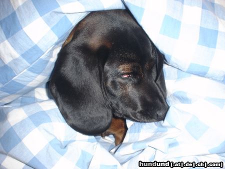 Bayerischer Gebirgsschweisshund Hunde Foto 21600 in höherer Auflösung ansehen Bayerischer Gebirgsschweisshund die schlafbetrunkene gianna