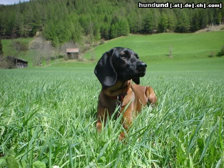 Bayerischer Gebirgsschweisshund Hunde Foto 21174 in höherer Auflösung ansehen Bayerischer Gebirgsschweisshund Gianna jetzt mit 10 Monaten
