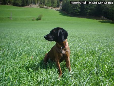 Bayerischer Gebirgsschweisshund Gianna jetzt mit 10 Monaten