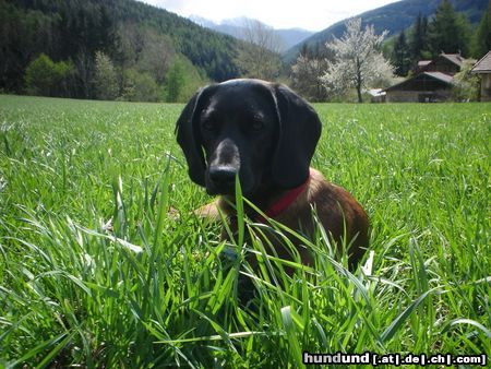 Bayerischer Gebirgsschweisshund Hunde Foto 21172 in höherer Auflösung ansehen Bayerischer Gebirgsschweisshund Gianna jetzt mit 10 Monaten