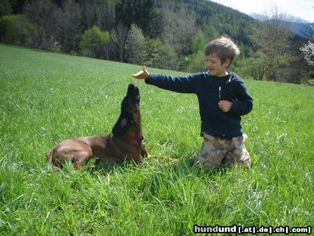 Bayerischer Gebirgsschweisshund Hunde Foto 21176 in höherer Auflösung ansehen Bayerischer Gebirgsschweisshund Gianna jetzt mit 10 Monaten