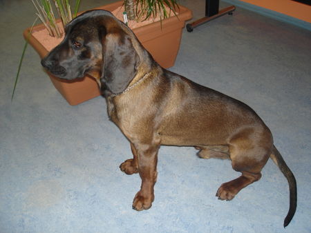 Bayerischer Gebirgsschweisshund Hunde Foto 40963 in höherer Auflösung ansehen Bayerischer Gebirgsschweisshund Aiko, Rüde 12 Monate