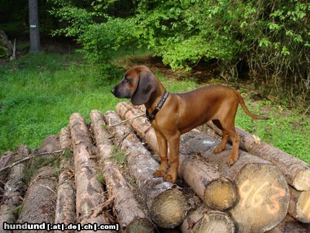 Bayerischer Gebirgsschweisshund Hunde Foto 22627 in höherer Auflösung ansehen Bayerischer Gebirgsschweisshund immer hoch hinauf