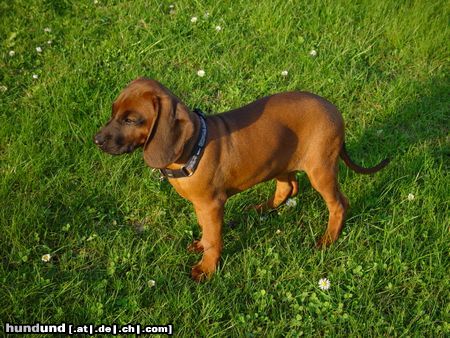 Bayerischer Gebirgsschweisshund Hunde Foto 22626 in höherer Auflösung ansehen Bayerischer Gebirgsschweisshund Lissi mit 13 Wochen