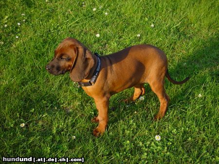 Bayerischer Gebirgsschweisshund Lissi mit 13 Wochen