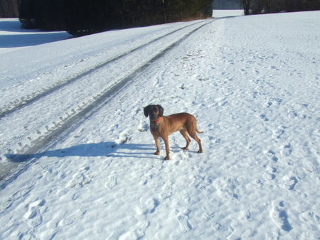 Bayerischer Gebirgsschweisshund Hunde Foto 29574 in höherer Auflösung ansehen Bayerischer Gebirgsschweisshund von der Fuchsmühle
