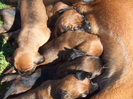 Bayerischer Gebirgsschweisshund Hunde Foto 32863 in höherer Auflösung ansehen Bayerischer Gebirgsschweisshund BGS v.d. Fuchsmühle