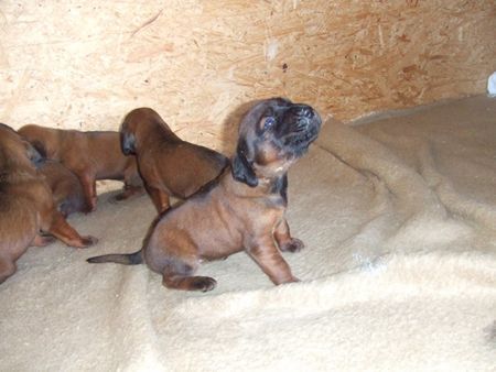 Bayerischer Gebirgsschweisshund Hunde Foto 43828 in höherer Auflösung ansehen Bayerischer Gebirgsschweisshund BGS von der Fuchsmühle