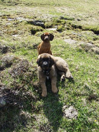 Bayerischer Gebirgsschweisshund Hunde Foto 30235 Bayerischer Gebirgsschweisshund Dora + Ginny(Leonberger) 4+5 Mte.