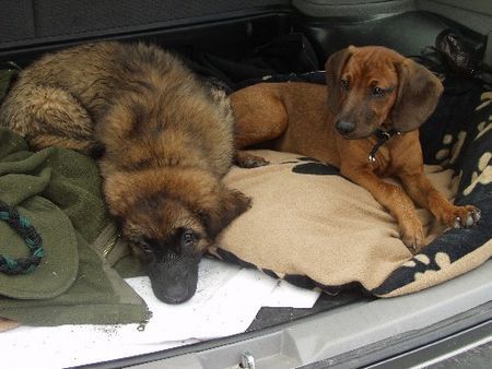 Bayerischer Gebirgsschweisshund Hunde Foto 30237 in höherer Auflösung ansehen Bayerischer Gebirgsschweisshund Dora + Ginny 4 Mte.