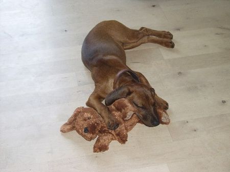 Bayerischer Gebirgsschweisshund Hunde Foto 30236 in höherer Auflösung ansehen Bayerischer Gebirgsschweisshund Dora 5 Mte.