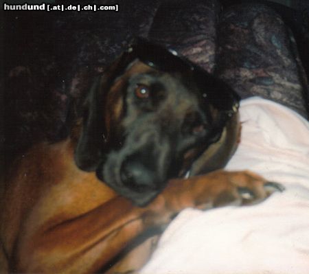 Bayerischer Gebirgsschweisshund Hunde Foto 20120 in höherer Auflösung ansehen Bayerischer Gebirgsschweisshund Froanz mit Sonnenbrille