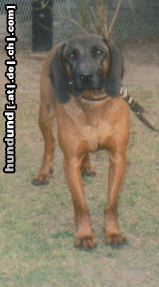 Bayerischer Gebirgsschweisshund Hunde Foto 20118 in höherer Auflösung ansehen Bayerischer Gebirgsschweisshund Franz (