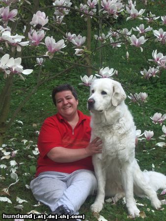 Bayerischer Gebirgsschweisshund Hunde Foto 21161 Bayerischer Gebirgsschweisshund Ein LIebespaar unterm Magnolienstrauch