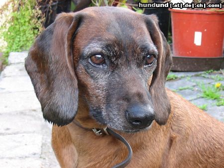 Bayerischer Gebirgsschweisshund Hunde Foto 14539 Bayerischer Gebirgsschweisshund