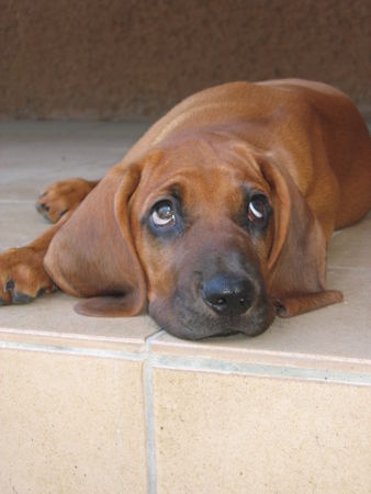 Bayerischer Gebirgsschweisshund Hunde Foto 33376 in höherer Auflösung ansehen Bayerischer Gebirgsschweisshund maximus