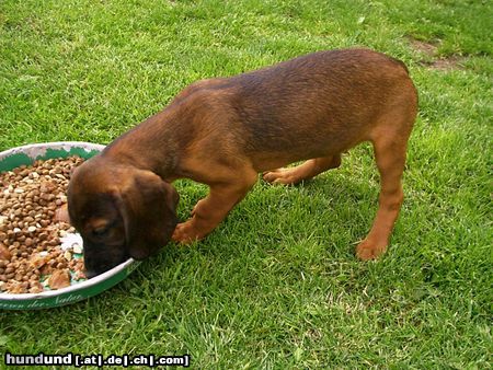 Bayerischer Gebirgsschweisshund Hunde Foto 20934 in höherer Auflösung ansehen Bayerischer Gebirgsschweisshund sie frisst