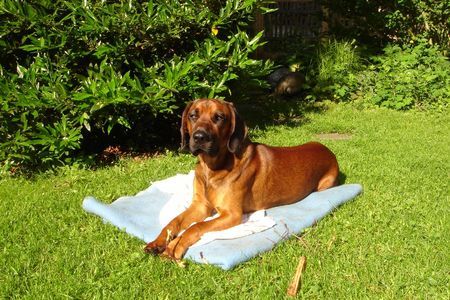 Bayerischer Gebirgsschweisshund Hunde Foto 38723 Bayerischer Gebirgsschweisshund BGS von der Fuchsmühle