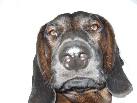 Bayerischer Gebirgsschweisshund Hunde Foto 39604 Bayerischer Gebirgsschweisshund MOST WANTET :)