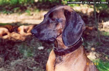 Bayerischer Gebirgsschweisshund Hunde Foto 16216 Bayerischer Gebirgsschweisshund BETA Tropiacy Jelenia