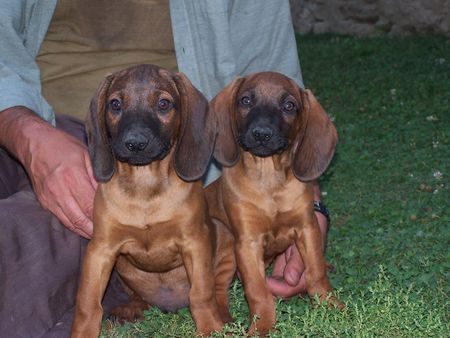 Bayerischer Gebirgsschweisshund Lizas Welpen - 10 Wochen alt