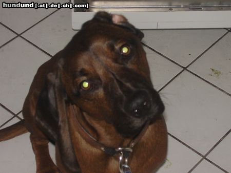 Bayerischer Gebirgsschweisshund Hunde Foto 19695 in höherer Auflösung ansehen Bayerischer Gebirgsschweisshund Felix