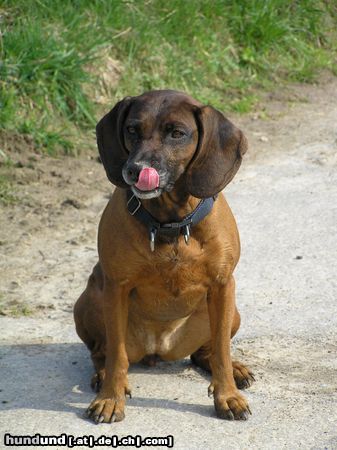 Bayerischer Gebirgsschweisshund Hunde Foto 26404 in höherer Auflösung ansehen Bayerischer Gebirgsschweisshund Eika - Mmmmhhhh