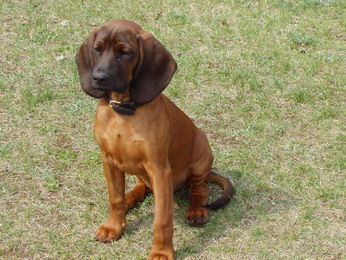 Bayerischer Gebirgsschweisshund Hunde Foto 32359 in höherer Auflösung ansehen Bayerischer Gebirgsschweisshund z Klanu Posokowcow FCI