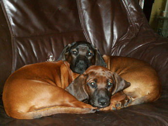 Bayerischer Gebirgsschweisshund Hunde Foto 32356 in höherer Auflösung ansehen Bayerischer Gebirgsschweisshund z Klanu Posokowcow FCI