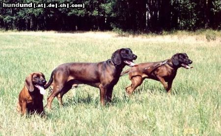 Bayerischer Gebirgsschweisshund Hunde Foto 12979 Bayerischer Gebirgsschweisshund GINA Herbu Czarna Maska, PUZEL z Krainy Przodkow, NORA ze Słowikowego Sadu