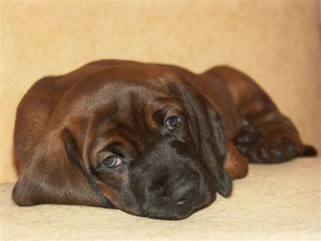 Bayerischer Gebirgsschweisshund Hunde Foto 26906 Bayerischer Gebirgsschweisshund REBUS z Krainy Przodkow FCI