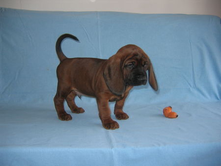 Bayerischer Gebirgsschweisshund Hunde Foto 26904 Bayerischer Gebirgsschweisshund REBUS z Krainy Przodkow FCI