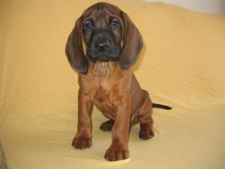 Bayerischer Gebirgsschweisshund Hunde Foto 28142 Bayerischer Gebirgsschweisshund ROZEK z Krainy Przodkow FCI